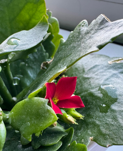 A small flowering plant, possibly a succulent?